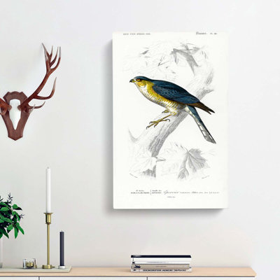 Eurasian Sparrowhawk by Charles D' Orbigny - Wrapped Canvas