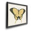 «Beautiful Butterfly I», impression sur toile encadrée-345591197-345591194