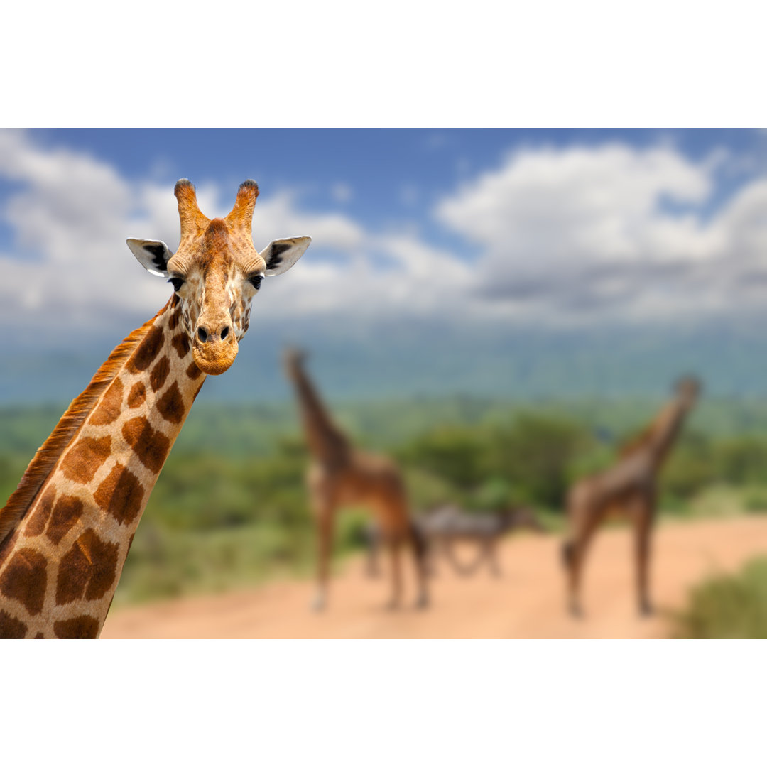 Leinwandbild Giraffe auf Savanne in Afrika