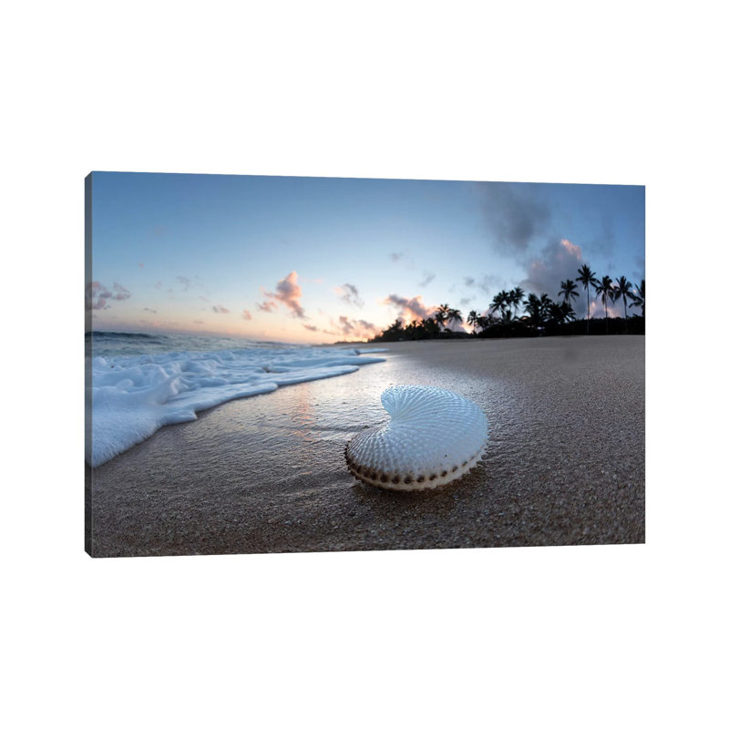 Paper Nautilus Palms by Sean Davey - Wrapped Canvas Gallery-Wrapped Canvas Giclée, 45.72 cm H x 66.04 cm W