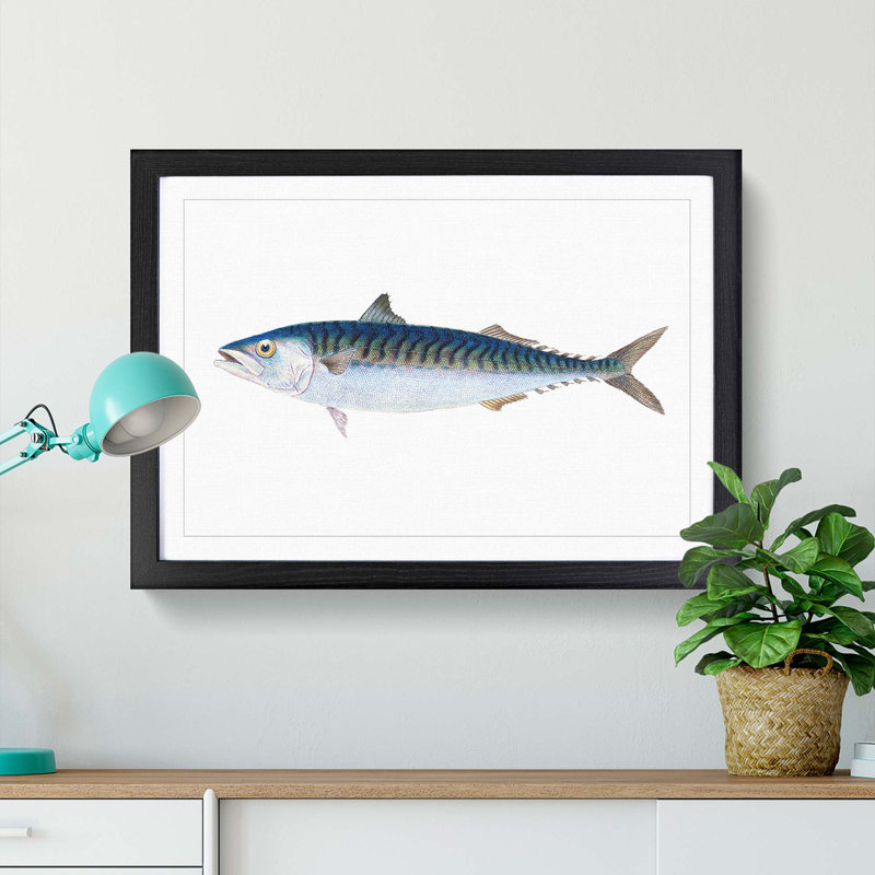 Mackerel Fish by Edward Donovan - Framed Print, 36cm H x 48cm W x 2cm D, Black Framed