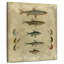 Poissons, composition I-132991896