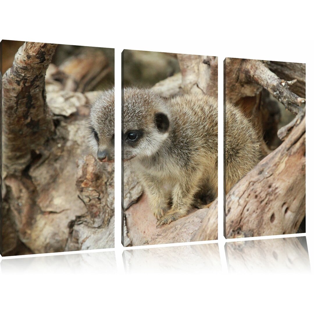 3-tlg. Leinwandbilder-Set „Junges Erdmännchen auf Baum“, Fotodruck