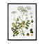 Summer Wildflower Framed Prints