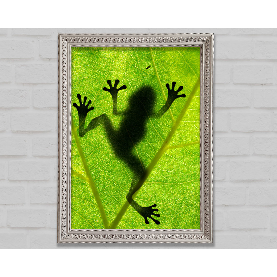 Frosch Schatten - Druck