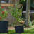 Pot Planter-98415861-98415860