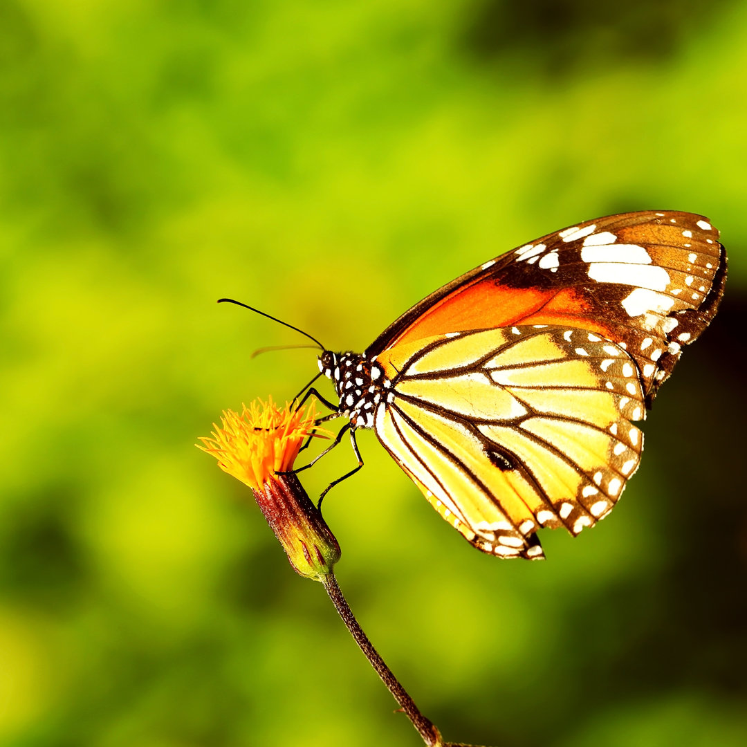 Monarch Schmetterling von Suratoho - Leinwandbild