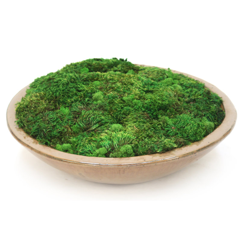 6'' Faux Moss Grass in Ceramic Pot