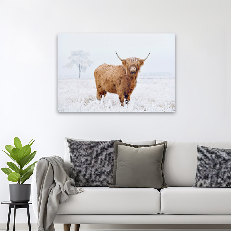 Conway - Photographie, animaux, faune, vaches, art, H 32 po x l 48 po