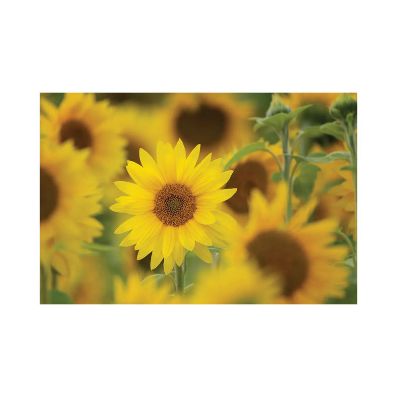 " Standing Out " by Nancy Crowell, 40" H x 60" W x 1.5" D
