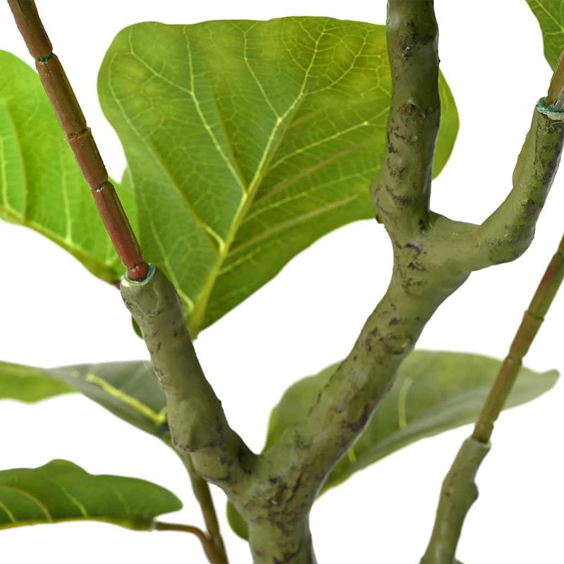 125cm Plant