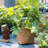 Leopoldo Handmade Pot Planter-1330052775