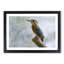 Graceful Kingfisher Bird - Picture Frame Graphic Art Print-56713432-56713433