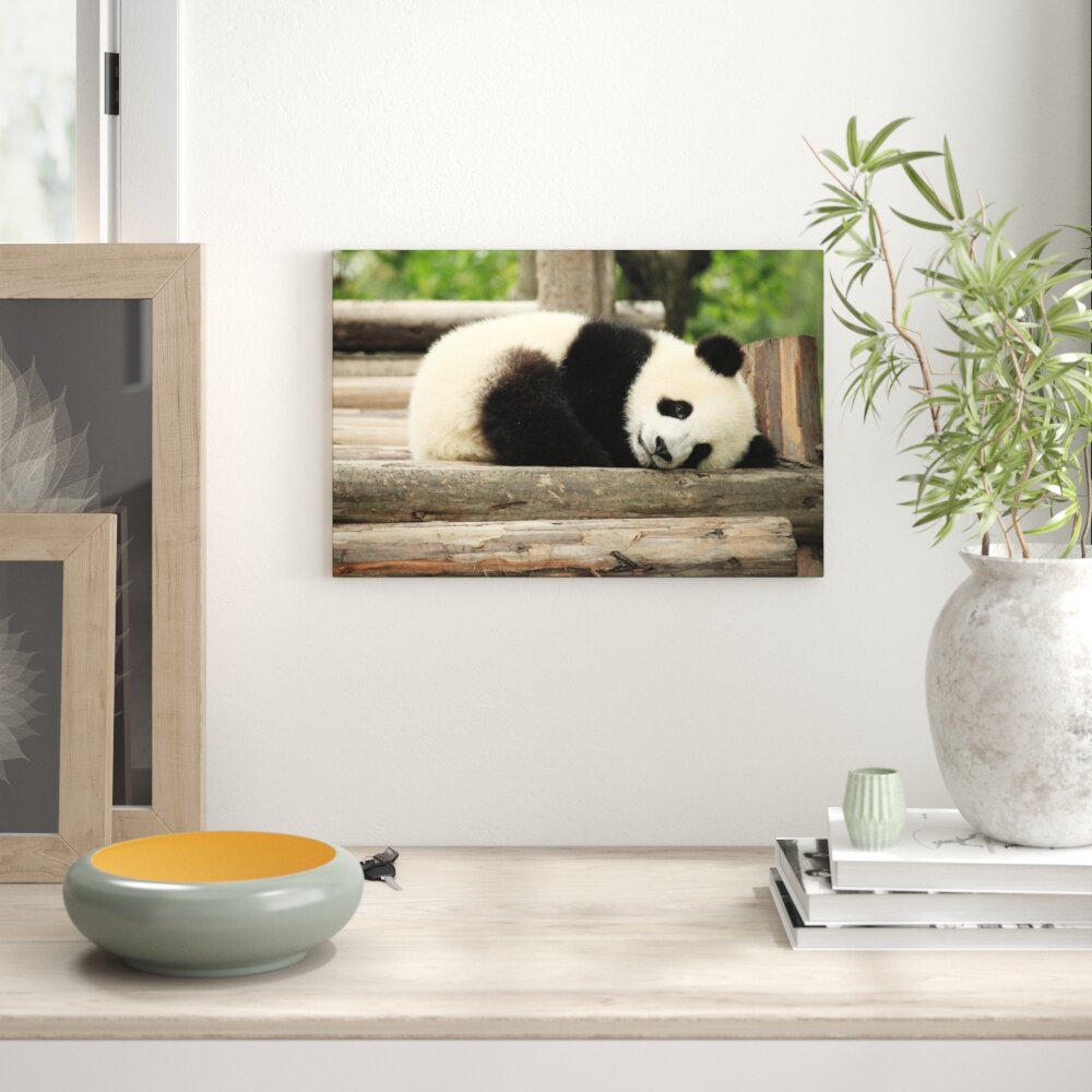 Leinwandbild „Süßer kleiner Pandabär" von George Lu, Fotodruck