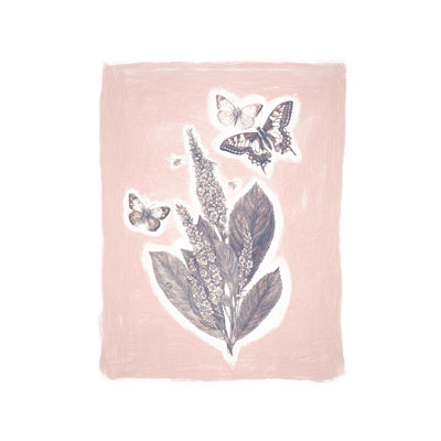Coloured Pencil Butterfly Plant Pink - Painting Print
