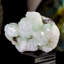 Apophyllite Ava-Nicole avec miniature miniature Stilbite