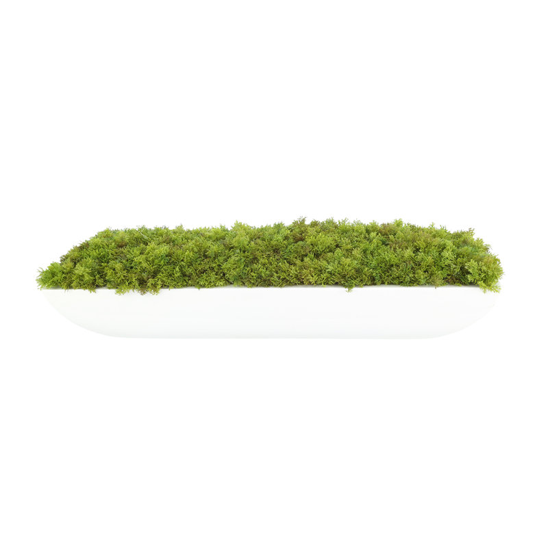 Moss 6" Artificial in Fiberstone Planter, 7"H x 25"W x 9.5"D, White