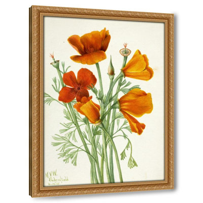 California Poppy (Eschscholtzia californica) (1935)