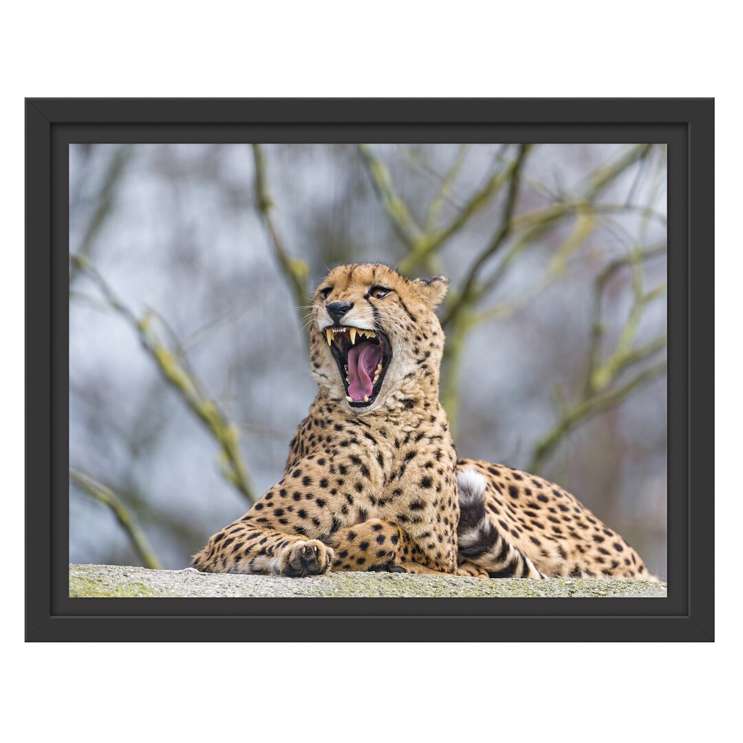 Gerahmter Fotodruck Yawning Cheetah