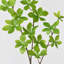 1 branche verte Audet Enkianthus Perulatus artificielle-359935788
