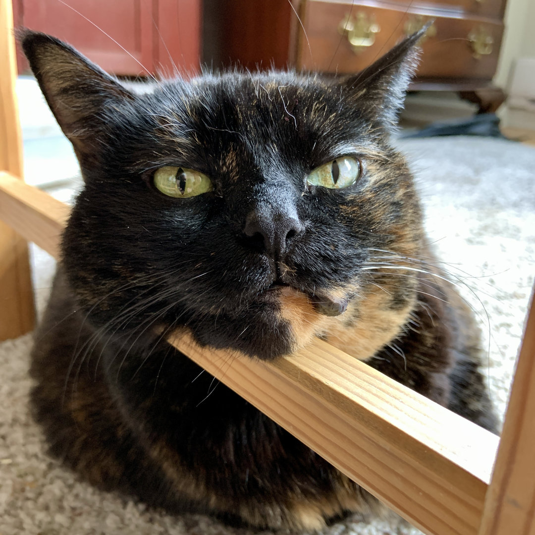 Senior Tortie Cat von Bgwalker - Druck auf Leinwand ohne Rahmen