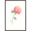 Fleur Delicate V Painting by Helen Parker-704832152-704899028