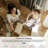Insect Print Washable Rugs for Living Room Ultra-Thin Non-Slip Modern Bedroom Large Carpet-42483828