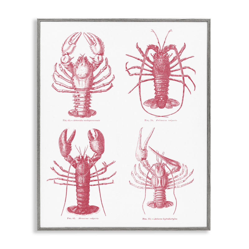 Estampe numérique Timeless Lobsters Species, design par lettres et doublure, H 30 po x l 24 po, Estampe numérique Farmhouse