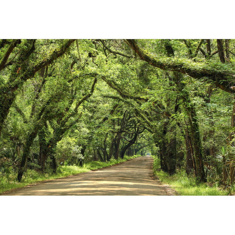 «Canopy Road III» par James McLoughlin - photographie sur toile tendue, H 24 po x l 36 po