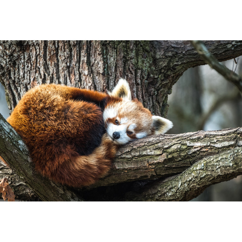 Red Panda by 1Tomm - Wrapped Canvas Print, 30cm H x 46cm W