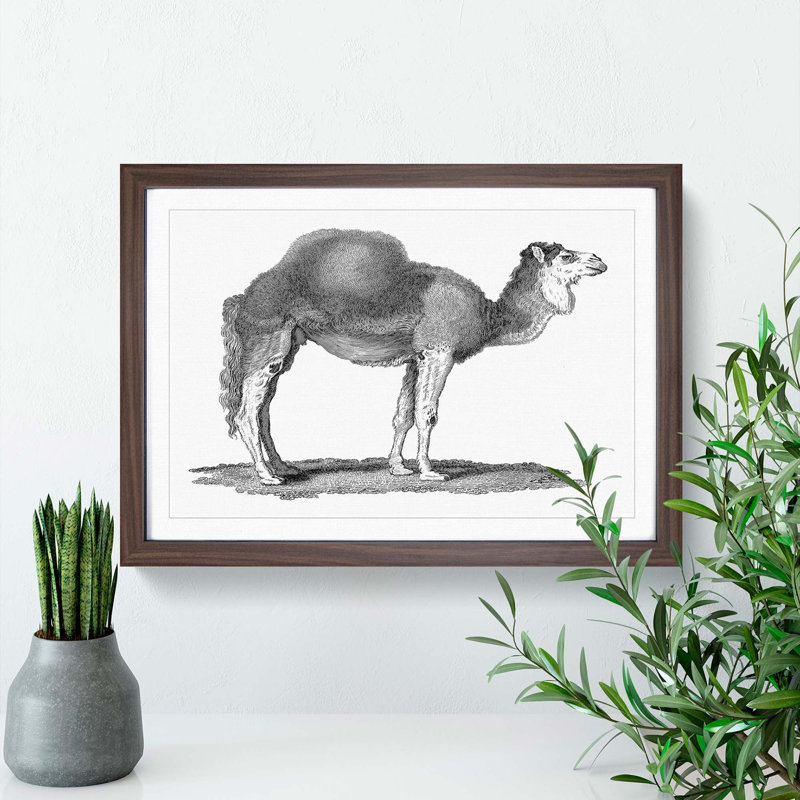 Arabian Camel In Black And White by George Shaw - Single Picture Frame Print, 24cm H x 33cm W x 2cm D, Walnut Framed