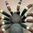 Tarantula Spider Insect Over Sized Statue