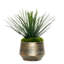 1 Plant