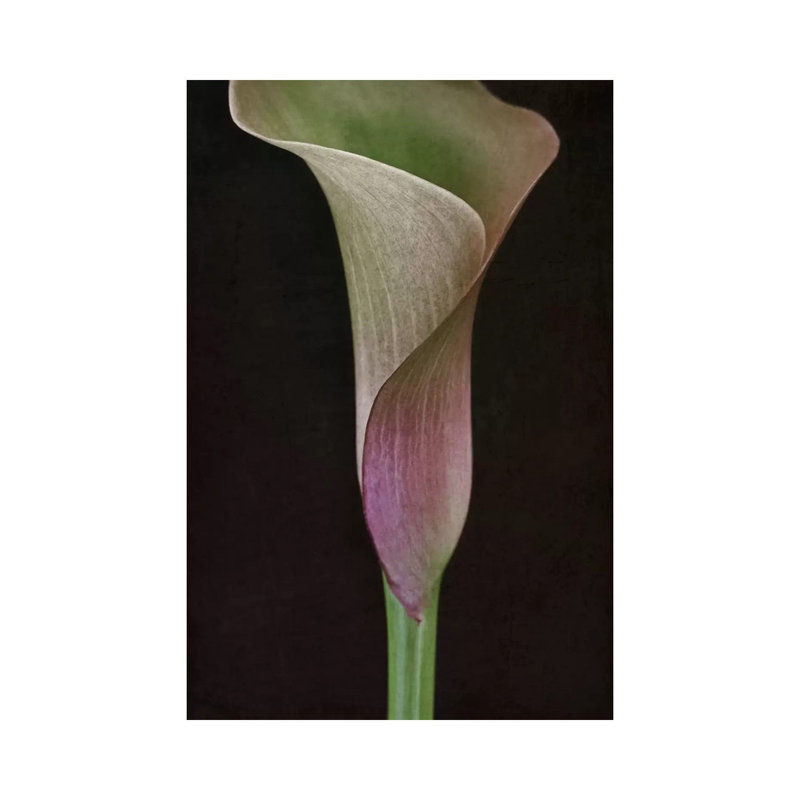 Calla Lily I by Alyson Fennell - Wrapped Canvas Print, 20.32 cm H x 30.48 cm W