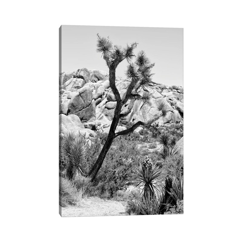 Black California Series - Joshua Tree National Park - Wrapped Canvas Print, 30.48 cm H x 45.72 cm W