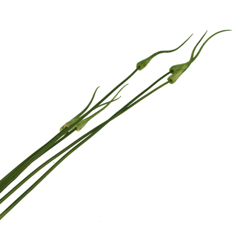 115cm Onion Grass Grass