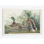 « mallard duck », impression sur toile-28626445-72445774-72445779