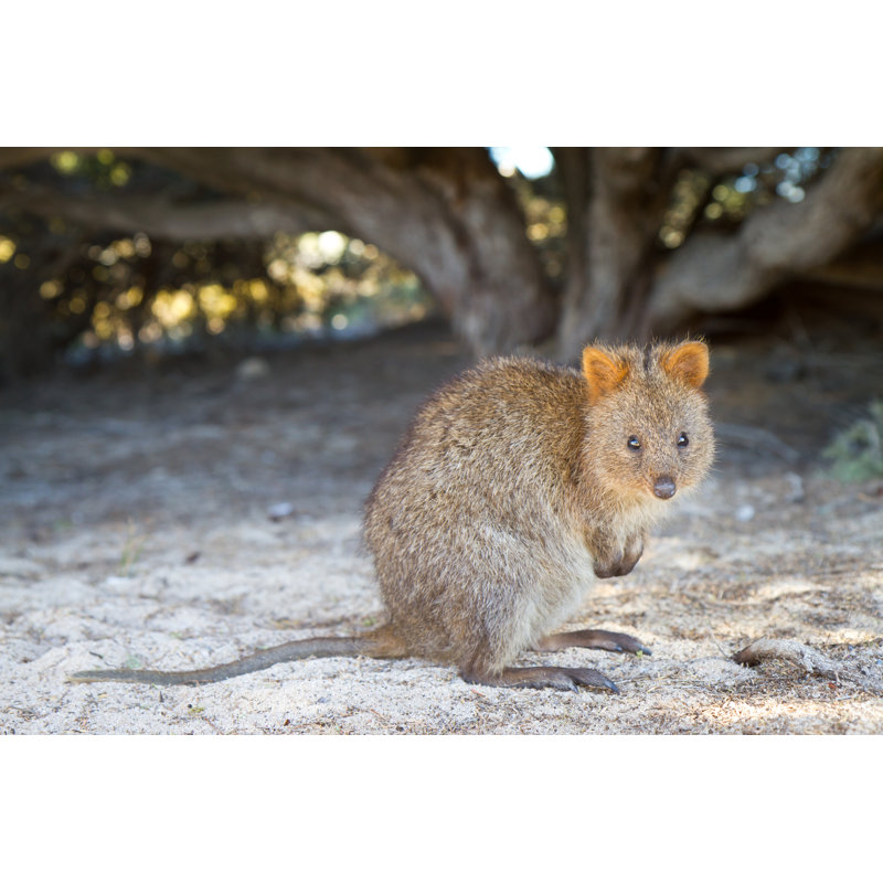 Baby Quokka (Setonix Brachyurus) On Rottnest Island, Western Australia by Photosbyash - Wrapped Canvas Print
