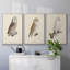 «French Owls IV», reproduction sur toile 3 pièces-91887707-91887708
