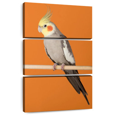 Brampt Cockatiel