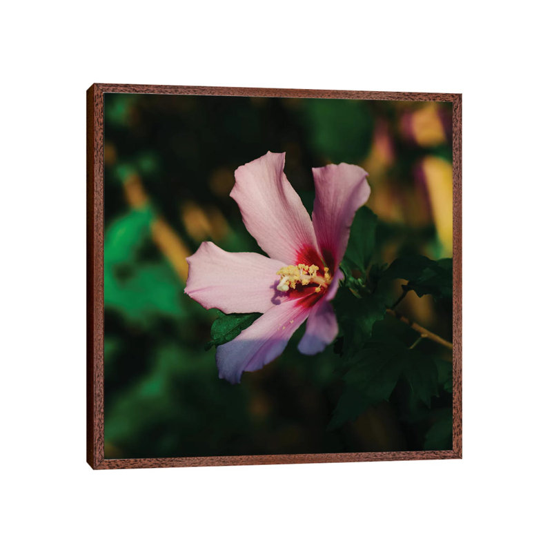 Charleston Blooms VI by Bethany Young - Print on Canvas, Classic Brown Wood Framed, 66.04cm H x 66.04cm W x 3.81cm D