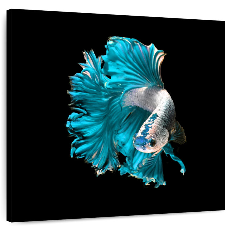 Brampt Plush Fighter Fish, 30" H x 30" W