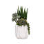 Succulent in Pot