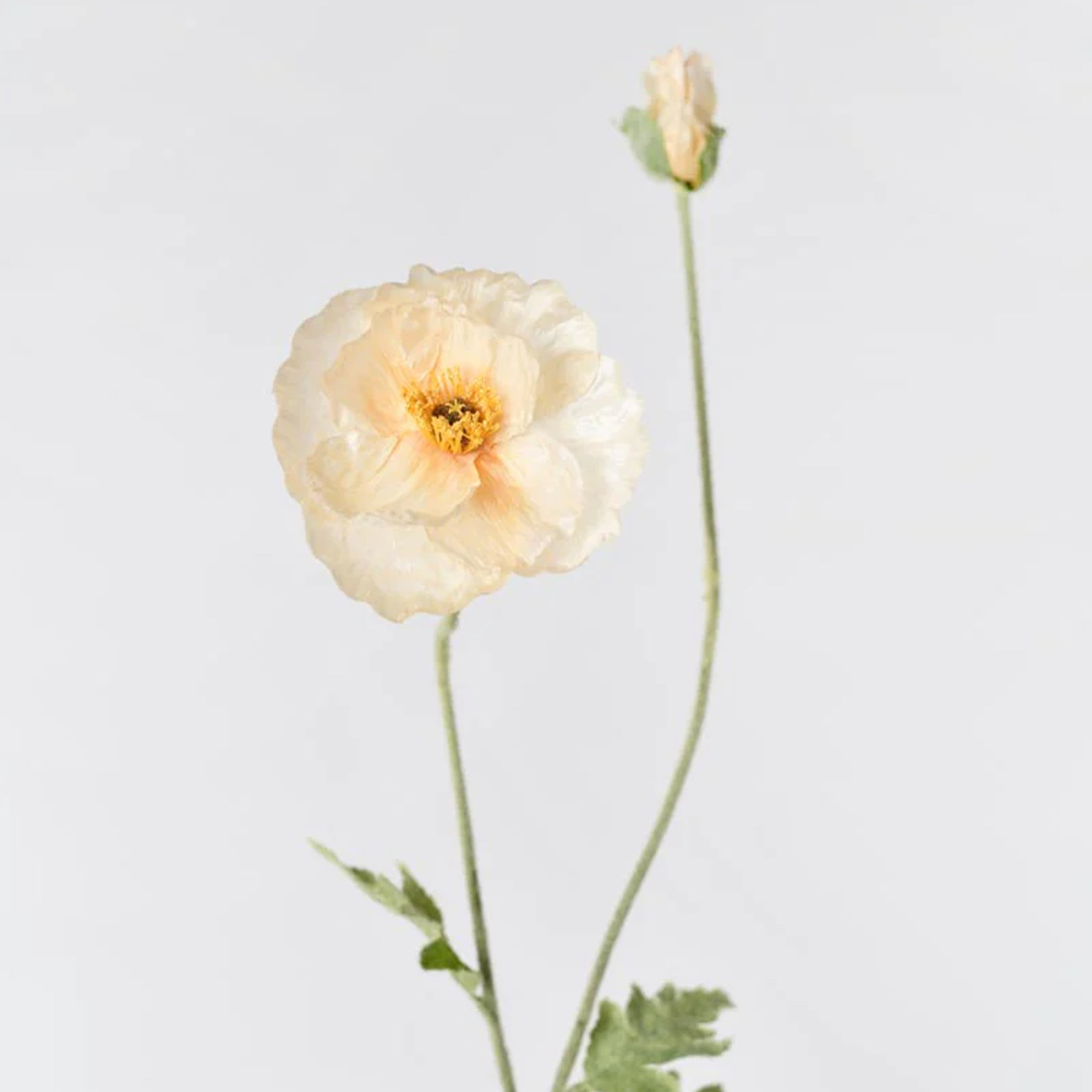 Audet Poppy Stems, Autumn Champagne