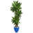 6' Artificial Dracaena Plant in Planter