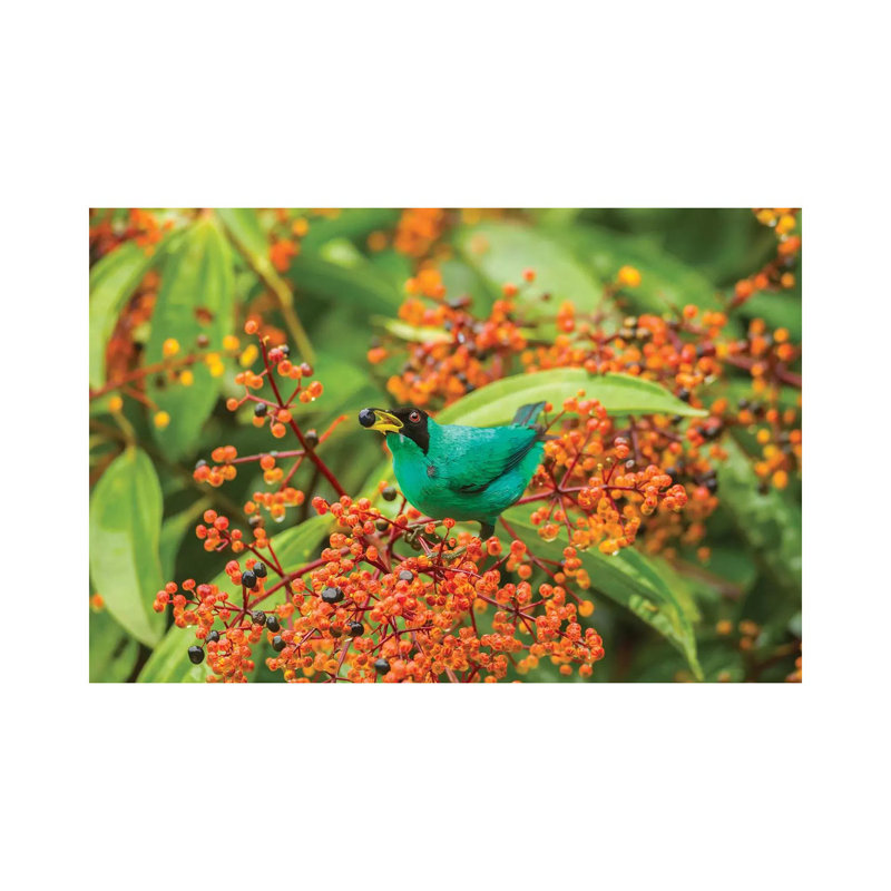 Costa Rica, Arenal. Green Honeycreeper Feeding. 1 Piece Wrapped Canvas Wall Art, 20.32cm H x 30.48cm W 1.91cm D