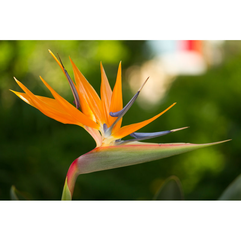 Mahtotopa Strelitzia Reginae Flower by Membio - Wrapped Canvas Print, 30cm H x 46cm W x 3.8cm D