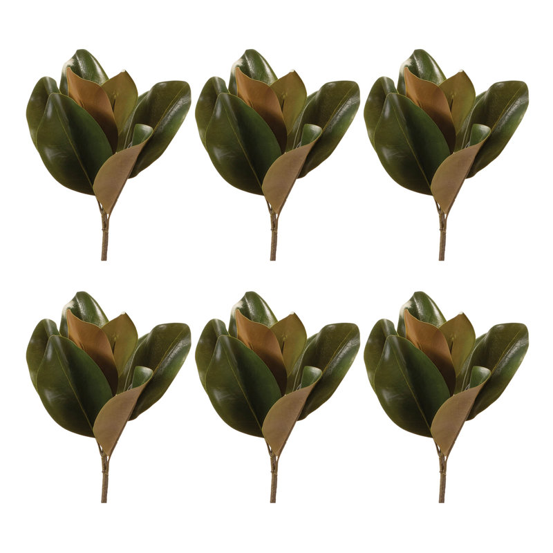 Magnolia