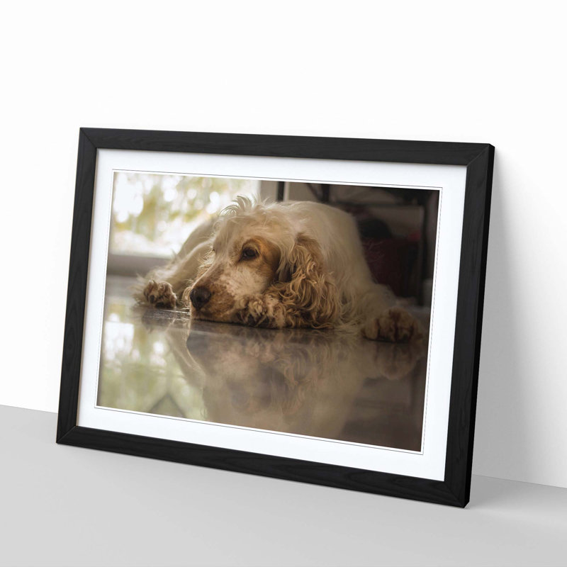 Cocker Spaniel Dog Framed Photographic - Framed Print, Black