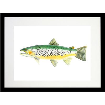 " Trout "
